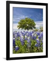 Texas Bluebonnets and Oak Tree, Texas, USA-Julie Eggers-Framed Photographic Print