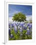 Texas Bluebonnets and Oak Tree, Texas, USA-Julie Eggers-Framed Photographic Print