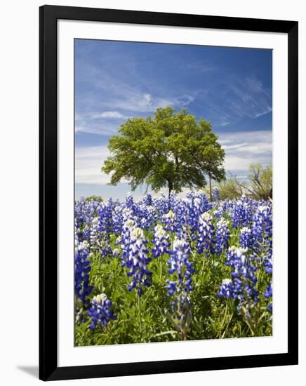 Texas Bluebonnets and Oak Tree, Texas, USA-Julie Eggers-Framed Photographic Print