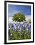 Texas Bluebonnets and Oak Tree, Texas, USA-Julie Eggers-Framed Photographic Print