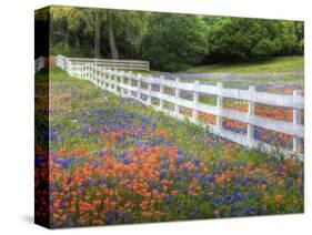 Texas Bluebonnets and Paintbrush Along White Fence Line, Texas, USA-Julie Eggers-Stretched Canvas