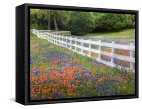 Texas Bluebonnets and Paintbrush Along White Fence Line, Texas, USA-Julie Eggers-Framed Stretched Canvas
