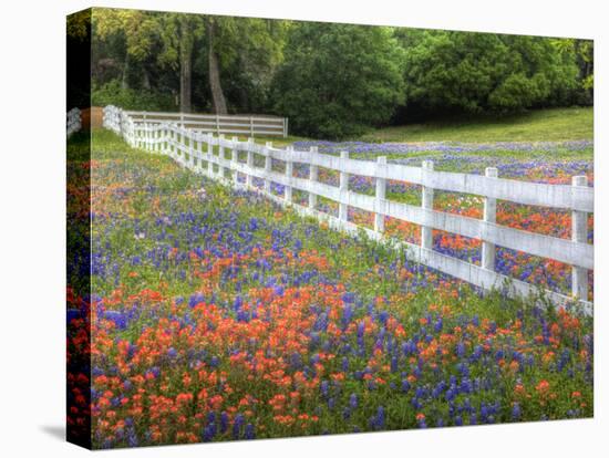 Texas Bluebonnets and Paintbrush Along White Fence Line, Texas, USA-Julie Eggers-Stretched Canvas