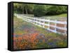 Texas Bluebonnets and Paintbrush Along White Fence Line, Texas, USA-Julie Eggers-Framed Stretched Canvas