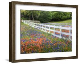 Texas Bluebonnets and Paintbrush Along White Fence Line, Texas, USA-Julie Eggers-Framed Photographic Print