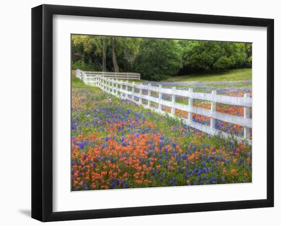 Texas Bluebonnets and Paintbrush Along White Fence Line, Texas, USA-Julie Eggers-Framed Photographic Print