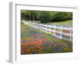 Texas Bluebonnets and Paintbrush Along White Fence Line, Texas, USA-Julie Eggers-Framed Photographic Print
