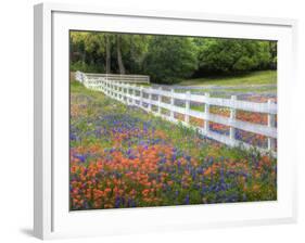 Texas Bluebonnets and Paintbrush Along White Fence Line, Texas, USA-Julie Eggers-Framed Photographic Print