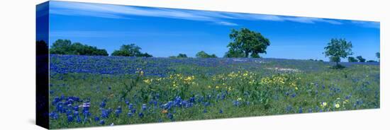 Texas Bluebonnets (Lupininus Texensis) Flowers in a Field, Texas Hill Country, Texas, USA-null-Stretched Canvas