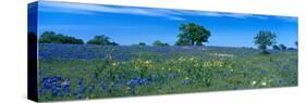 Texas Bluebonnets (Lupininus Texensis) Flowers in a Field, Texas Hill Country, Texas, USA-null-Stretched Canvas