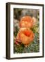 Texas, Boca Chica. Prickly Pear Cactus in Bloom-Jaynes Gallery-Framed Photographic Print