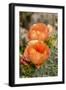 Texas, Boca Chica. Prickly Pear Cactus in Bloom-Jaynes Gallery-Framed Photographic Print