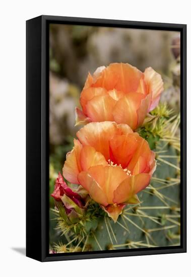 Texas, Boca Chica. Prickly Pear Cactus in Bloom-Jaynes Gallery-Framed Stretched Canvas