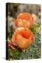 Texas, Boca Chica. Prickly Pear Cactus in Bloom-Jaynes Gallery-Stretched Canvas