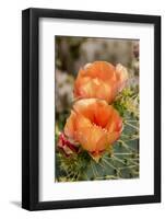 Texas, Boca Chica. Prickly Pear Cactus in Bloom-Jaynes Gallery-Framed Photographic Print