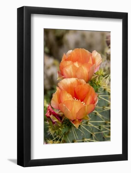 Texas, Boca Chica. Prickly Pear Cactus in Bloom-Jaynes Gallery-Framed Photographic Print