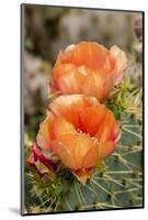 Texas, Boca Chica. Prickly Pear Cactus in Bloom-Jaynes Gallery-Mounted Photographic Print