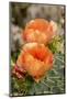 Texas, Boca Chica. Prickly Pear Cactus in Bloom-Jaynes Gallery-Mounted Photographic Print