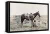 Texas: Cowboy, c1910-Erwin Evans Smith-Framed Stretched Canvas