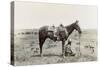 Texas: Cowboy, c1910-Erwin Evans Smith-Stretched Canvas