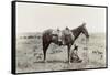 Texas: Cowboy, c1910-Erwin Evans Smith-Framed Stretched Canvas