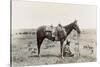 Texas: Cowboy, c1910-Erwin Evans Smith-Stretched Canvas