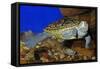 Texas Diamondback Terrapin Swimming Underwater-null-Framed Stretched Canvas