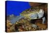 Texas Diamondback Terrapin Swimming Underwater-null-Stretched Canvas