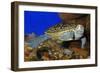 Texas Diamondback Terrapin Swimming Underwater-null-Framed Photographic Print