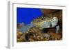 Texas Diamondback Terrapin Swimming Underwater-null-Framed Photographic Print