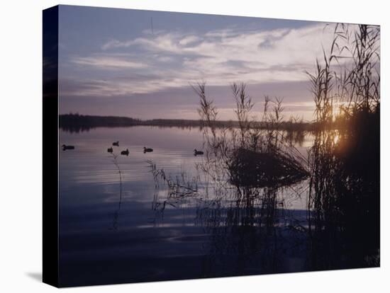 Texas Duck Hunting-Dmitri Kessel-Stretched Canvas