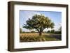 Texas ebony (Pithecellobium ebano) in bloom.-Larry Ditto-Framed Photographic Print