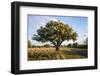 Texas ebony (Pithecellobium ebano) in bloom.-Larry Ditto-Framed Photographic Print