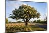 Texas ebony (Pithecellobium ebano) in bloom.-Larry Ditto-Mounted Photographic Print