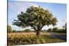 Texas ebony (Pithecellobium ebano) in bloom.-Larry Ditto-Stretched Canvas