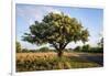 Texas ebony (Pithecellobium ebano) in bloom.-Larry Ditto-Framed Photographic Print