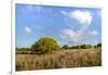 Texas ebony (Pithecellobium ebano) in bloom.-Larry Ditto-Framed Photographic Print