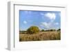 Texas ebony (Pithecellobium ebano) in bloom.-Larry Ditto-Framed Photographic Print