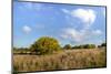 Texas ebony (Pithecellobium ebano) in bloom.-Larry Ditto-Mounted Photographic Print