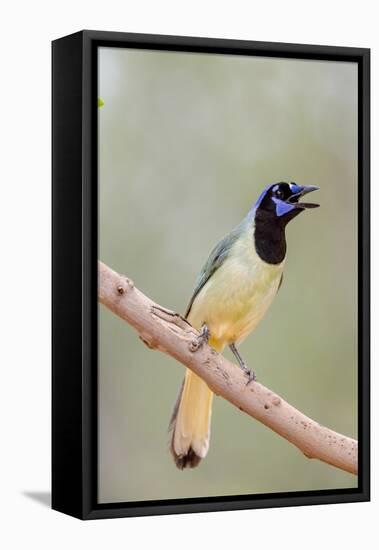 Texas, Gatesville, Santa Clara Ranch. Green Jay Singing on Branch-Jaynes Gallery-Framed Stretched Canvas