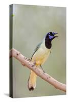 Texas, Gatesville, Santa Clara Ranch. Green Jay Singing on Branch-Jaynes Gallery-Stretched Canvas