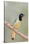 Texas, Gatesville, Santa Clara Ranch. Green Jay Singing on Branch-Jaynes Gallery-Stretched Canvas