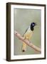 Texas, Gatesville, Santa Clara Ranch. Green Jay Singing on Branch-Jaynes Gallery-Framed Premium Photographic Print