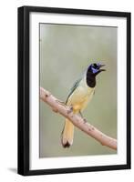 Texas, Gatesville, Santa Clara Ranch. Green Jay Singing on Branch-Jaynes Gallery-Framed Premium Photographic Print