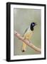 Texas, Gatesville, Santa Clara Ranch. Green Jay Singing on Branch-Jaynes Gallery-Framed Premium Photographic Print