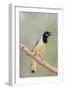 Texas, Gatesville, Santa Clara Ranch. Green Jay Singing on Branch-Jaynes Gallery-Framed Premium Photographic Print