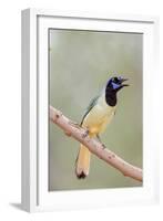 Texas, Gatesville, Santa Clara Ranch. Green Jay Singing on Branch-Jaynes Gallery-Framed Photographic Print