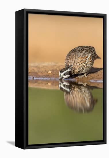 Texas, Gatesville, Santa Clara Ranch. Male Bobwhite Quail Drinking-Jaynes Gallery-Framed Stretched Canvas