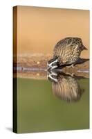 Texas, Gatesville, Santa Clara Ranch. Male Bobwhite Quail Drinking-Jaynes Gallery-Stretched Canvas