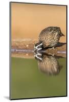 Texas, Gatesville, Santa Clara Ranch. Male Bobwhite Quail Drinking-Jaynes Gallery-Mounted Photographic Print